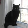 Jasminethekat