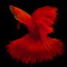 HomeAquatics