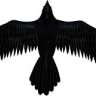 Wicked Raven