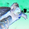 TurtleTheExiled