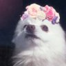 LlamaGamer