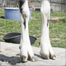 Tony 2Hoofs