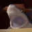 A_Freaking_Shark