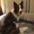 MVP Border Collie